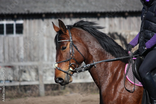 Fototapeta Naklejka Na Ścianę i Meble -  Portrait of brown sport horse with rider