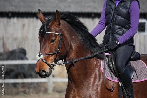 Portrait of brown sport horse with rider © virgonira