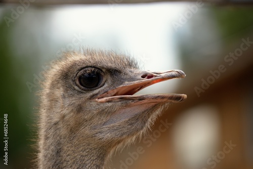 Ostrich head closeup photo