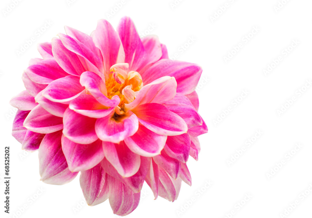 pink chrysanthemums pink chrysanthemums