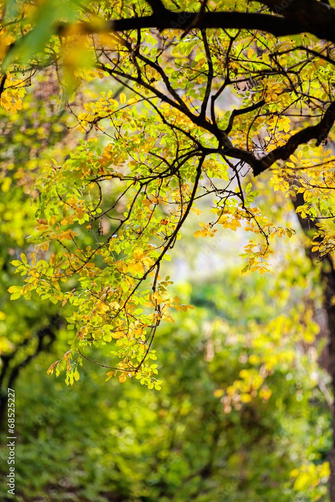 trees in park trees in park