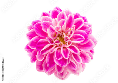 pink chrysanthemums