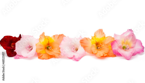 Fototapeta Naklejka Na Ścianę i Meble -  gladiolus isolated