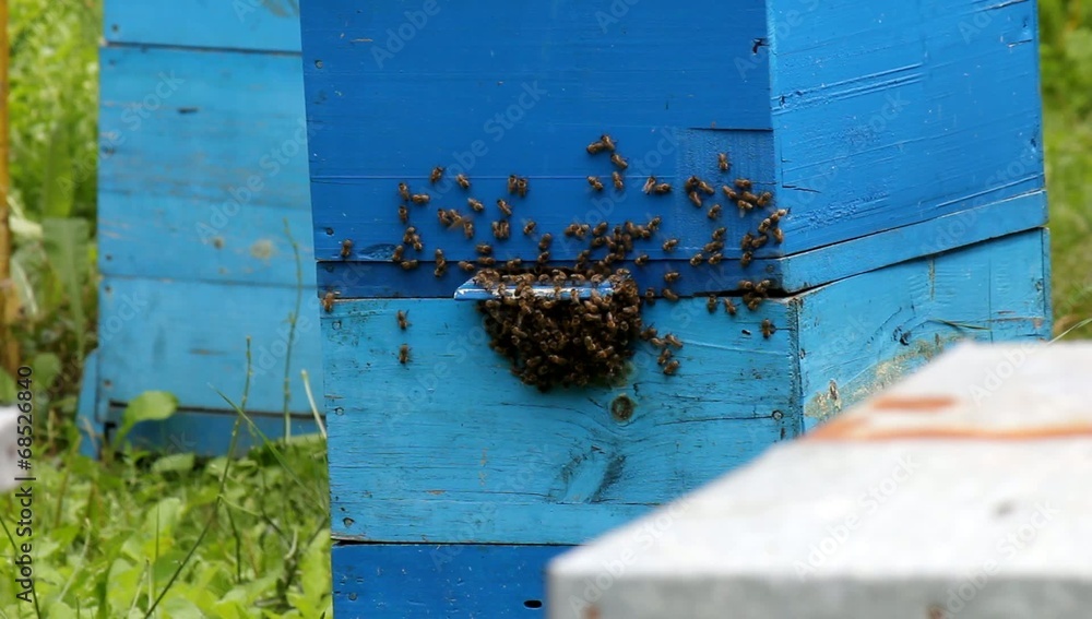 Honey bees infront of beehive Honey bees infront of beehive