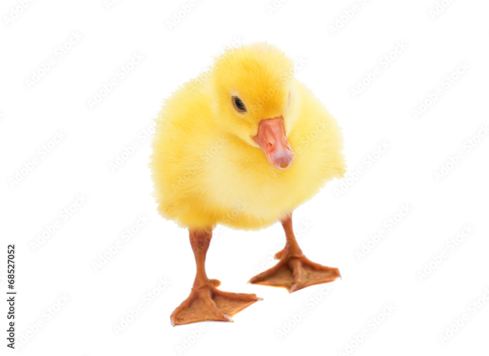 Obraz premium little gosling