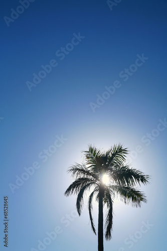 palmen an strand