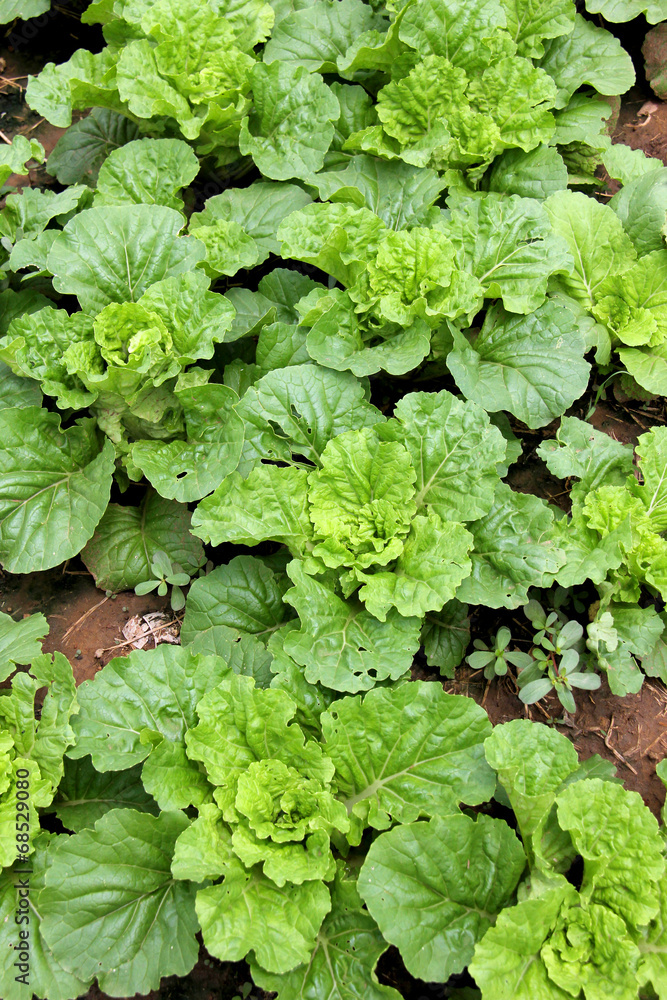 vegetable garden vegetable garden