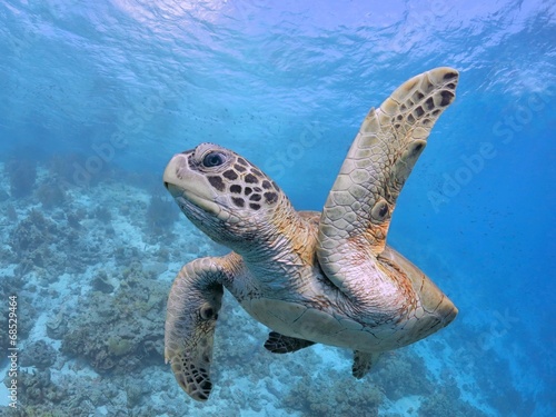 High Five, Pick me, sea turtle © isabelle_bonaire