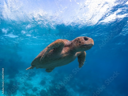 rare endangered Loggerhead Sea Turtle