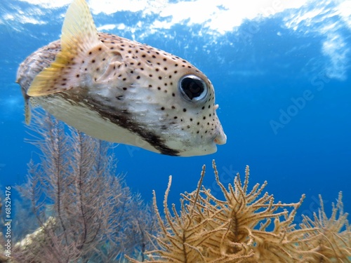 close up of a cute pufferfish