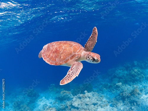 swimming green sea turtle