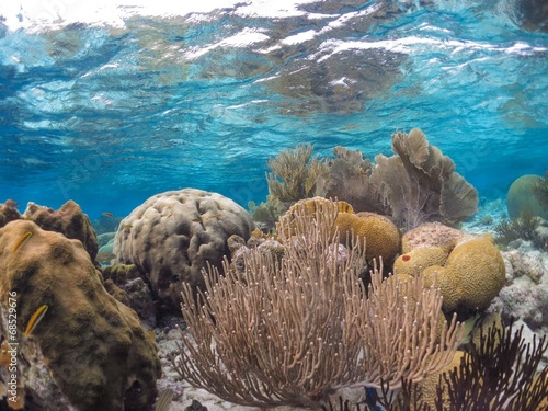 colorful tropical reef in the caribbean
