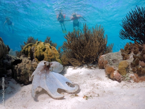 octopus on a tropical reef with snorkelers
