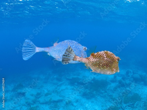 cute cow fish couple
