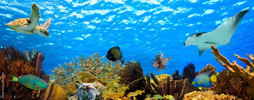 underwater panorama of a tropical reef in the caribbean