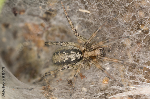 Funnel-web spider, Agelena labyrinthica