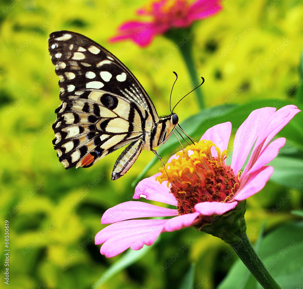 Obraz premium Butterfly on a flower