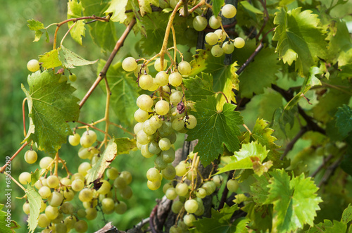 Grape clusters in summer