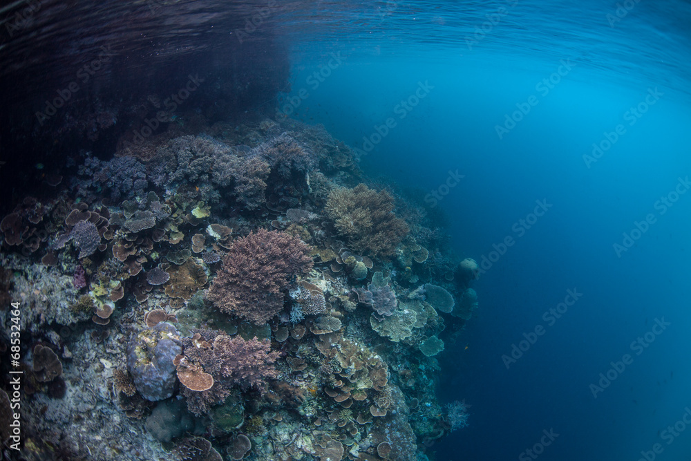Coral Reef and Deep Water
