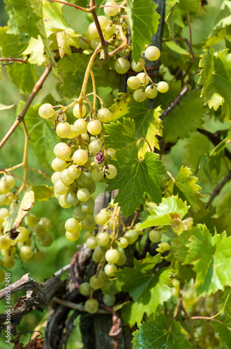Wallpaper Mural Grape clusters in summer Torontodigital.ca