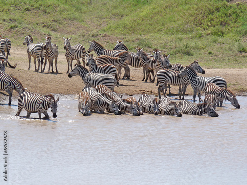 Zebras drinken