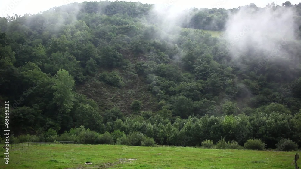 Niebla en el bosque Niebla en el bosque