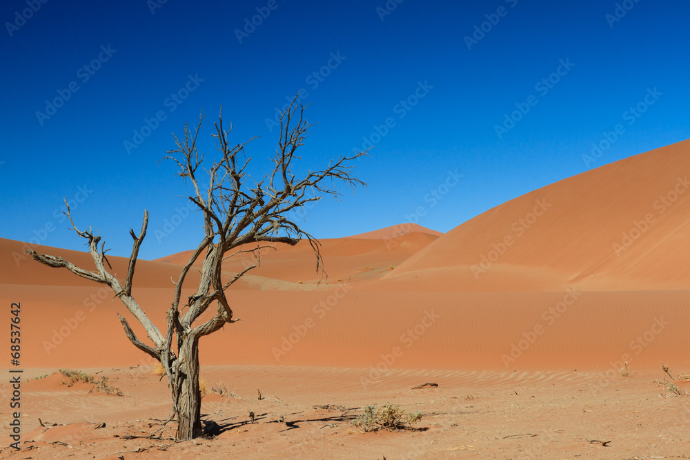 The last tree in the desert