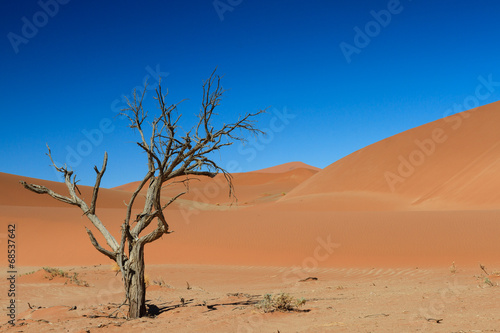 The last tree in the desert