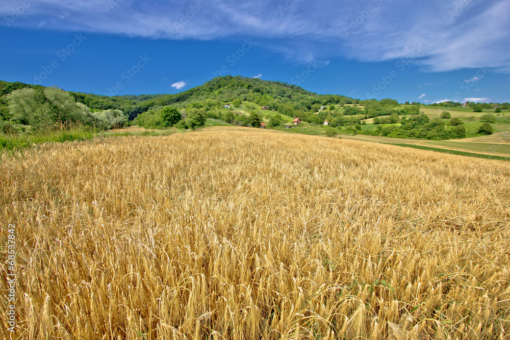 Agricultural landscape wheat field on green hill