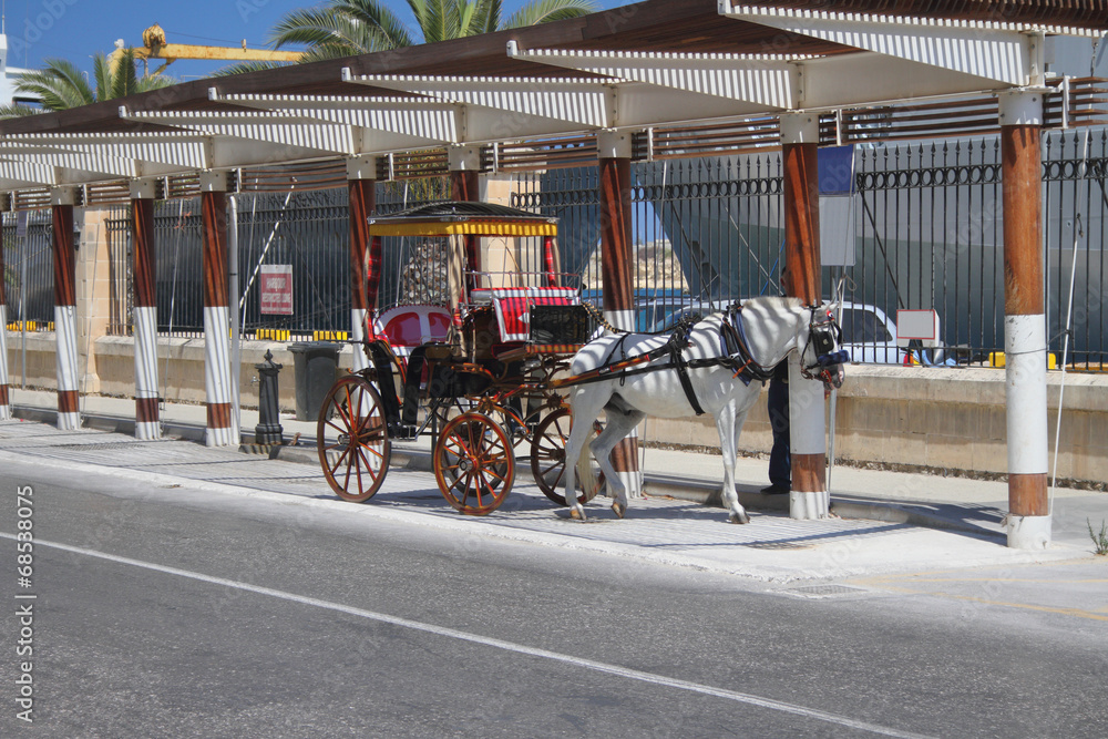 Cab horse. Valletta, Malta