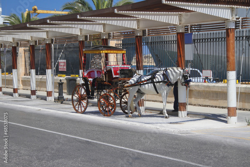 Cab horse. Valletta, Malta © photobeginner