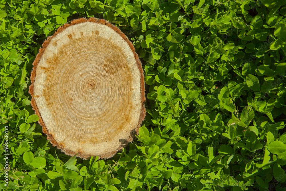 tree stump on the grass, top view tree stump on the grass, top view