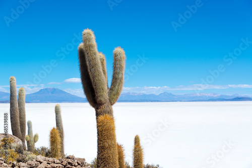 Cactus and Salt photo