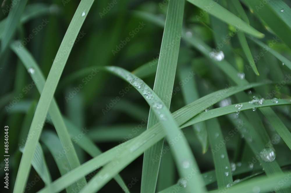 Obraz premium Grass background