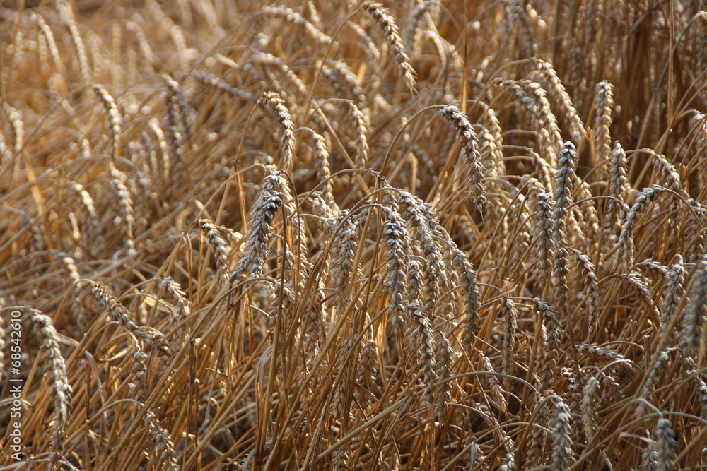 Fototapeta premium Getreide auf einem Feld
