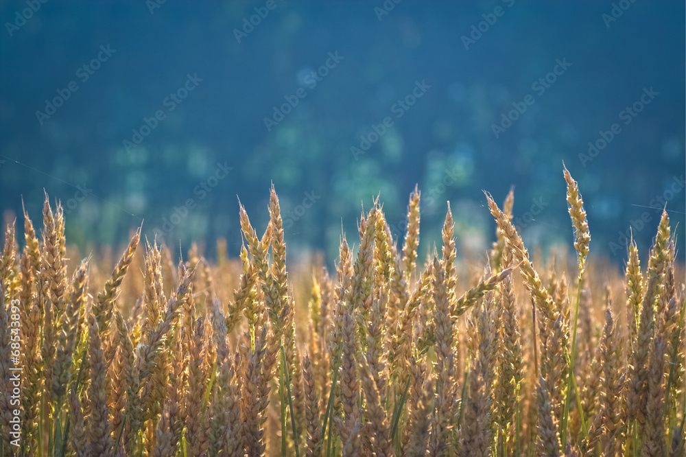 in a wheat field in a wheat field