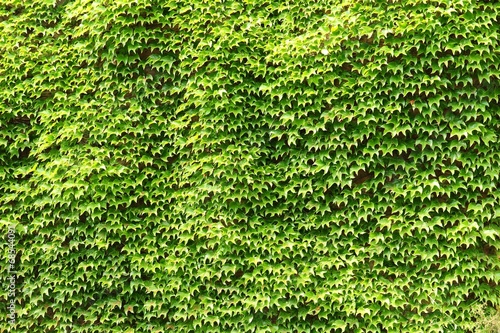 Green ivy