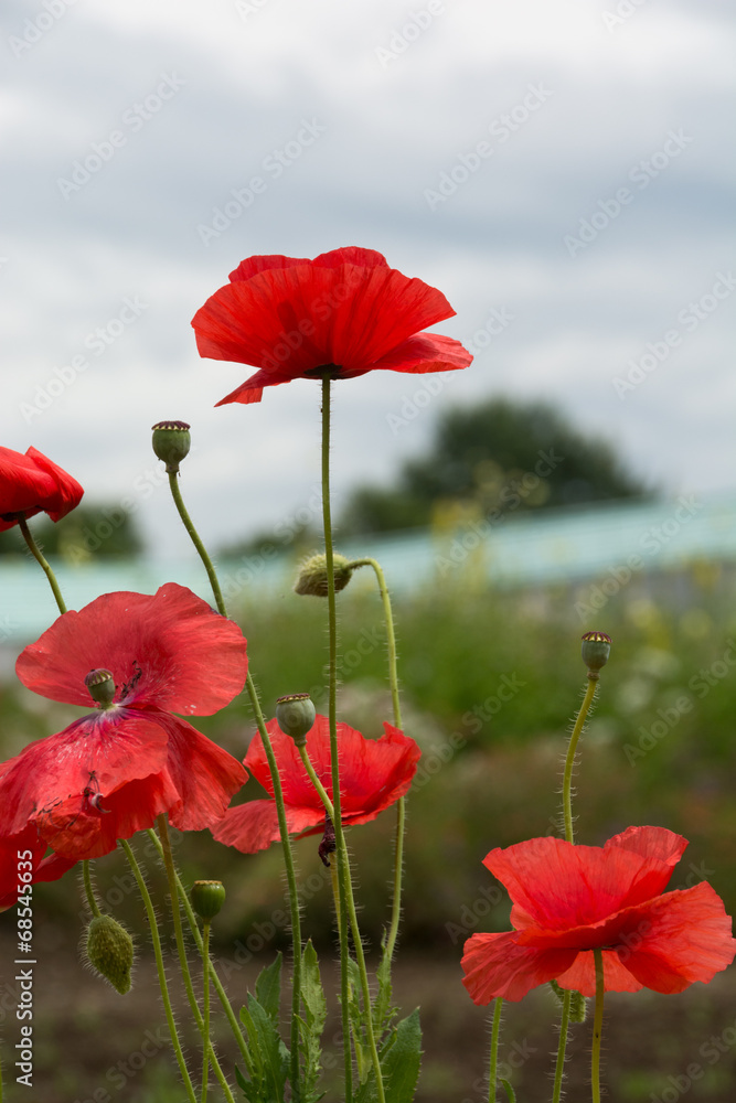 Obraz premium 赤いポピー