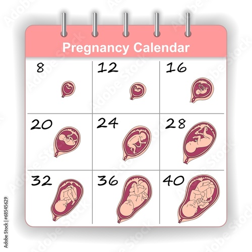 Growth of a human fetus on the weeks calendar