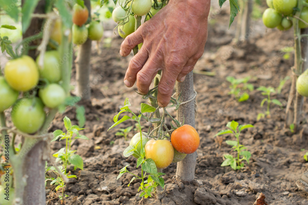 The process of harvesting ripe tomatoes