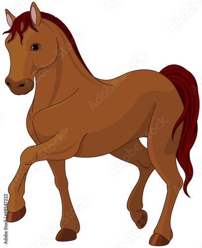 Purebred horse