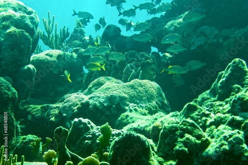 Coral Reef  tropical fish and ocean life in the caribbean sea