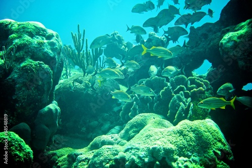 Coral Reef, tropical fish and ocean life in the caribbean sea