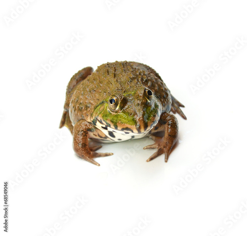 Frog on White © watkung