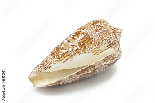 Conus aulicus,sea shell on white background