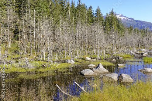 Fototapeta Naklejka Na Ścianę i Meble -  Wilderness Landscape in Alaska, USA