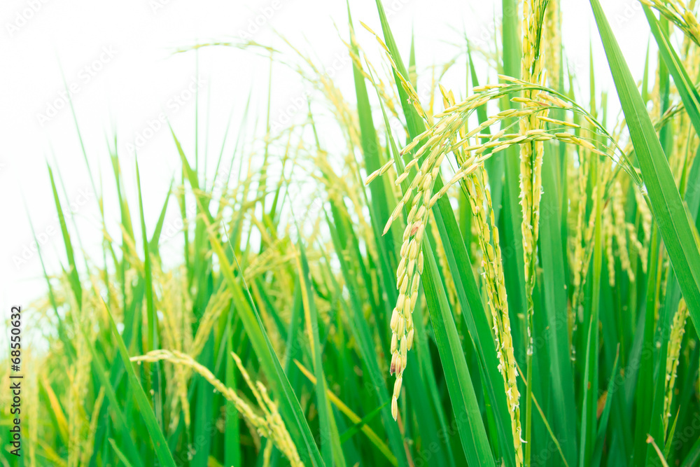 Naklejka premium paddy rice field
