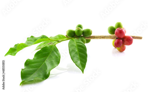 coffee beans on white background.