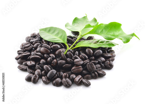 coffee grains and leaves
