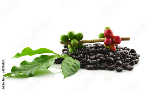 Coffee Bean with white background